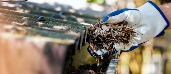 Pine Needle Gutter Cleaning in Hampstead